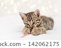 Playful Bengal kitten biting and chewing a Christmas candy cane on white bedding 142062175
