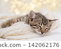 Adorable spotted tabby kitten taking a nap in soft bed against blurry golden bokeh lights 142062176