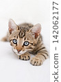 Cute Bengal kitten crouching and looking at camera ready to pounce 142062177