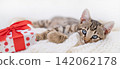 Cute Bengal kitten lying on white knitted blanket next to a Christmas gift box 142062178