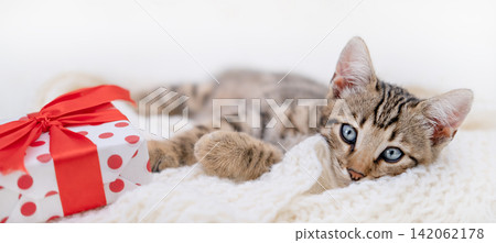 Cute Bengal kitten lying on white knitted blanket next to a Christmas gift box Cute Bengal kitten lying on white knitted blanket next to a Christmas gift box 142062178