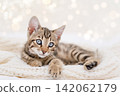 Cute Bengal kitten with big blue eyes lying on white knitted blanket with bokeh lights background 142062179