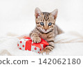 Cute Bengal kitten putting its paw on a Christmas gift box with red ribbon 142062180