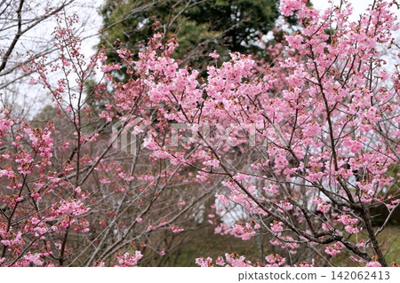Early-blooming cherry blossoms in the sunlight Early-blooming cherry blossoms in the sunlight 142062413