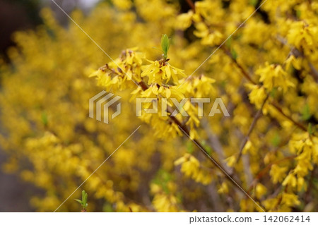 春花:連翹花 春花:連翹花 142062414