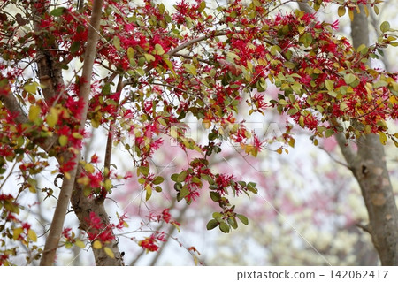 紅花常綠金縷梅的鮮豔花朵。 紅花常綠金縷梅的鮮豔花朵。 142062417