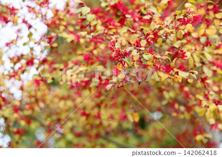 The vibrant flowers of the red-flowered evergreen witch hazel. The vibrant flowers of the red-flowered evergreen witch hazel. 142062418