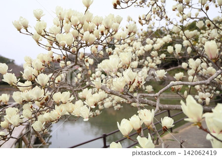 White Magnolia flowers in full bloom White Magnolia flowers in full bloom 142062419