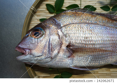 野生鯛魚臉部特寫 野生鯛魚臉部特寫 142062671