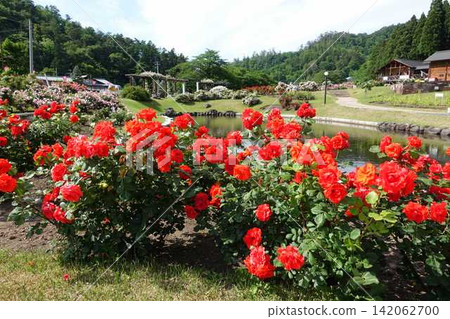 Roses in full bloom Roses Higashizawa Rose Park Roses in full bloom Roses Higashizawa Rose Park 142062700