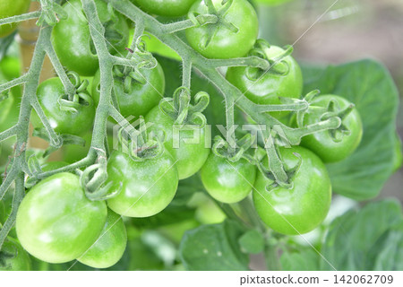 A photograph of cherry tomatoes growing in Otobe Town, Hokkaido during the summer. A photograph of cherry tomatoes growing in Otobe Town, Hokkaido during the summer. 142062709