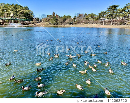Migratory birds (ducks) swim in Mitagaiiri Pond under a blue sky (Minami Park/Okazaki City, Aichi Prefecture) Migratory birds (ducks) swim in Mitagaiiri Pond under a blue sky (Minami Park/Okazaki City, Aichi Prefecture) 142062720