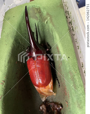 A male Hercules beetle, just after emerging from its pupa, with its bright red elytra. A male Hercules beetle, just after emerging from its pupa, with its bright red elytra. 142062731