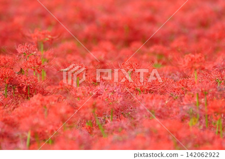The bright red spider lilies in Kinchakuda, Hidaka City, Saitama Prefecture. The bright red spider lilies in Kinchakuda, Hidaka City, Saitama Prefecture. 142062922