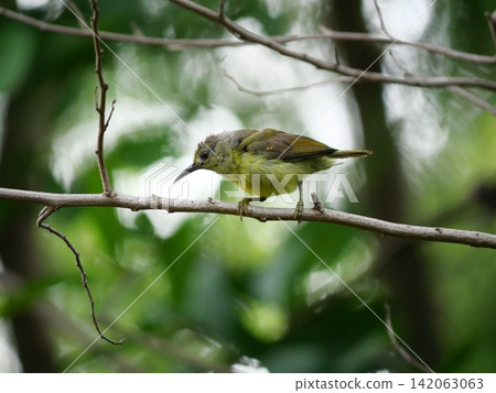Brown-throated sunbird or Plain-throated sunbird ( Anthreptes malacensis ) on tree branch with natural green background, Small green bird with brown head in Thailand Brown-throated sunbird or Plain-throated sunbird ( Anthreptes malacensis ) on tree branch with natural green background, Small green bird with brown head in Thailand 142063063