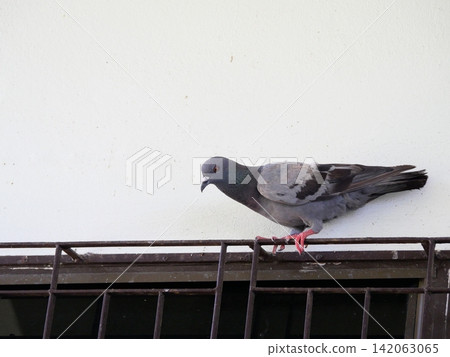 Dove or pigeon standing on iron bars at window with concrete wall in background, Green and black color feathers on gray bird Dove or pigeon standing on iron bars at window with concrete wall in background, Green and black color feathers on gray bird 142063065