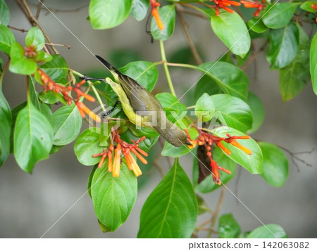 Garden or Olive-backed or Yellow-bellied sunbird seeking nectar on Scarlet bush or Firebush or Redhead blossom, Orange color flower on tree, Yellow and brown feathers on small bird Garden or Olive-backed or Yellow-bellied sunbird seeking nectar on Scarlet bush or Firebush or Redhead blossom, Orange color flower on tree, Yellow and brown feathers on small bird 142063082