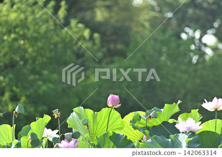 森林裡盛開的蓮花 142063314