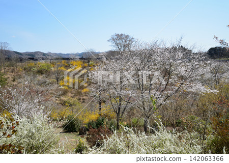 I went to a mountain full of flowers. 2026-4-3 #23 I went to a mountain full of flowers. 2026-4-3 #23 142063366