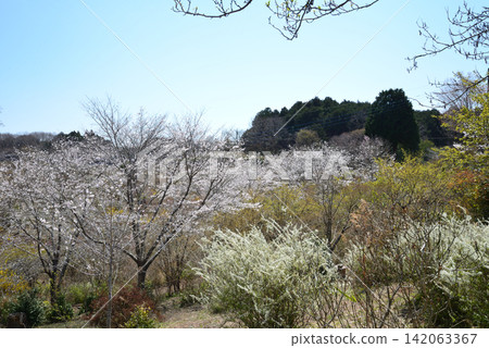 我去了一座開滿鮮花的山。 2026-04-03 #24 我去了一座開滿鮮花的山。 2026-04-03 #24 142063367
