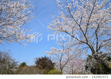 I went to a mountain full of flowers. 2026-4-3 #28 I went to a mountain full of flowers. 2026-4-3 #28 142063371