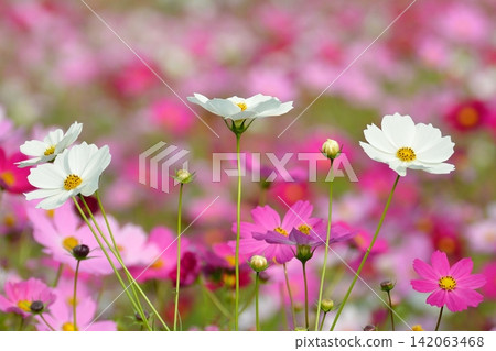 開花在草原的波斯菊 開花在草原的波斯菊 142063468