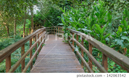 Wooden walkway through a lush forest by the river in Galicia Wooden walkway through a lush forest by the river in Galicia 142063542