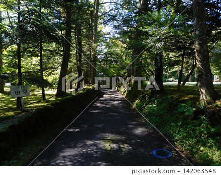 A nature-rich path surrounded by trees and dappled sunlight. A nature-rich path surrounded by trees and dappled sunlight. 142063548