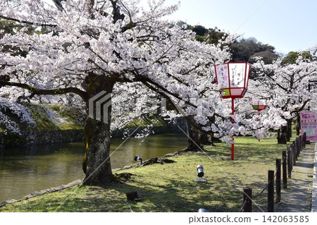 Hikone Castle moat and cherry blossoms in full bloom, Shiga Prefecture Hikone Castle moat and cherry blossoms in full bloom, Shiga Prefecture 142063585