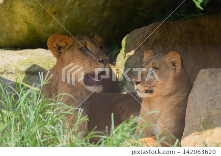 Lion siblings in the summer shade Lion siblings in the summer shade 142063620