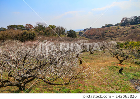 潮梅園,位於佐賀縣荻市山上的著名梅花觀賞地。 潮梅園,位於佐賀縣荻市山上的著名梅花觀賞地。 142063820