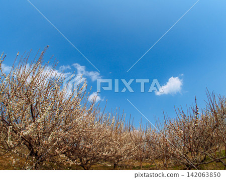 Ushio Plum Grove, a famous plum blossom viewing spot in Ogi City, Saga Prefecture, offers a panoramic view of the Saga Plain. Ushio Plum Grove, a famous plum blossom viewing spot in Ogi City, Saga Prefecture, offers a panoramic view of the Saga Plain. 142063850