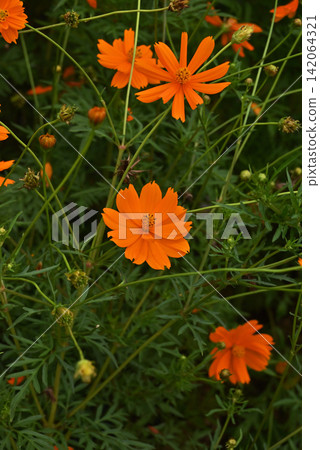 Kibana 波斯菊花 Kibana 波斯菊花 142064321