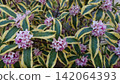 Light purple flowers of the Japanese andromeda 142064393