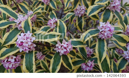 Light purple flowers of the Japanese andromeda Light purple flowers of the Japanese andromeda 142064393