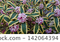 Light purple flowers of the Japanese andromeda 142064394