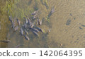 Carp swimming in the river 142064395