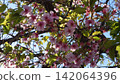 Pink cherry blossoms that bloom in spring 142064396