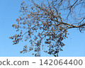 Autumn leaves shining in the blue sky 142064400
