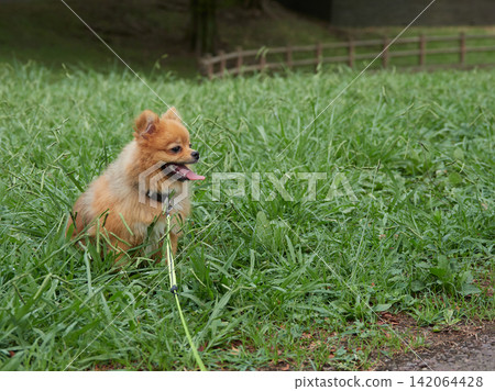 A cute Pomeranian puppy playing in a park in the middle of summer. A cute Pomeranian puppy playing in a park in the middle of summer. 142064428