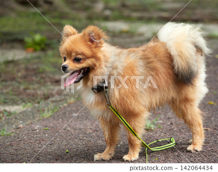 A cute Pomeranian puppy playing in a park in the middle of summer. A cute Pomeranian puppy playing in a park in the middle of summer. 142064434