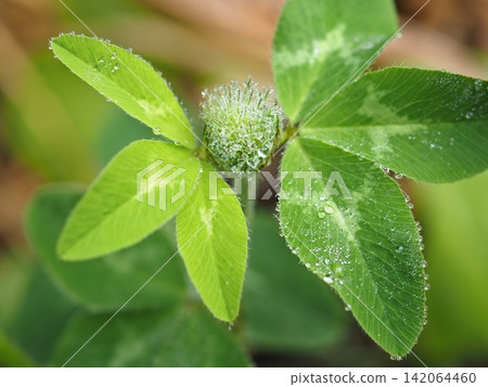一朵被水滴覆蓋的三葉草花蕾(20260803070552) 一朵被水滴覆蓋的三葉草花蕾(20260803070552) 142064460