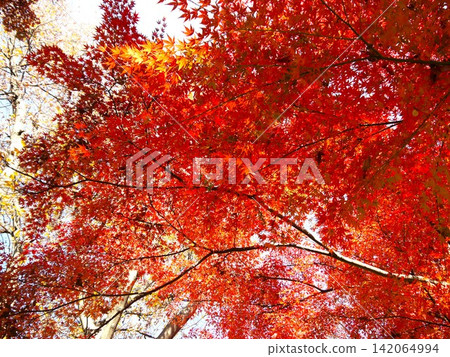 保土谷公園的秋葉 保土谷公園的秋葉 142064994