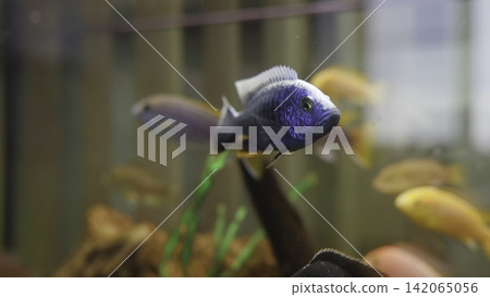 Cobalt blue aquarium fish swimming among colorful tank mates in planted glass habitat with soft bokeh, side view, vivid reflections, and calm freshwater atmosphere Cobalt blue aquarium fish swimming among colorful tank mates in planted glass habitat with soft bokeh, side view, vivid reflections, and calm freshwater atmosphere 142065056