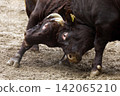 Bullfighting, Yamakoshi 142065210