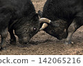 Bullfighting, Yamakoshi 142065216