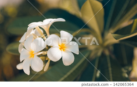 Pretty white frangipani cluster soft glowing bokeh lush tropical greenery natural bloom detail. Nature botanical closeup design scenic. Fresh exotic outdoors wellness backdrop Pretty white frangipani cluster soft glowing bokeh lush tropical greenery natural bloom detail. Nature botanical closeup design scenic. Fresh exotic outdoors wellness backdrop 142065364