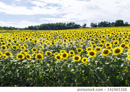 A large sunflower field in Uryu Town, Hokkaido, spread across the hills. 142065388