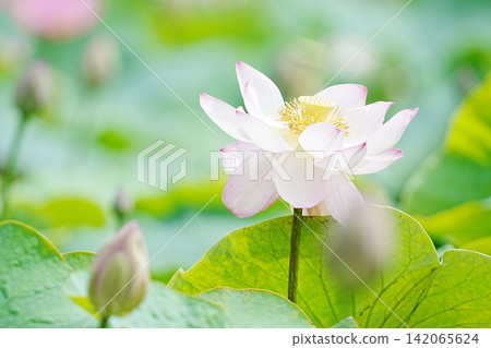 A summer scene by the water with pink lotus flowers in bloom. 142065624