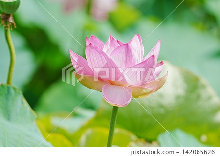A summer scene by the water with pink lotus flowers in bloom. A summer scene by the water with pink lotus flowers in bloom. 142065626